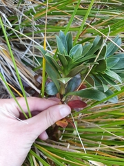 Gentianella impressinervia
