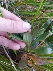 Gentianella impressinervia