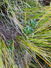 Gentianella impressinervia