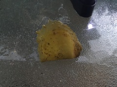 Pterioidea