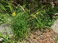 Hemerocallis lilioasphodelus