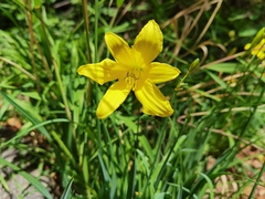 Hemerocallis lilioasphodelus
