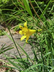 Hemerocallis lilioasphodelus