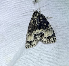 Acronicta fragilis