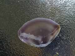 Austromactra contraria