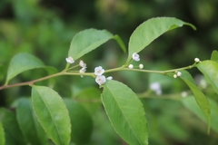 Ilex asprella
