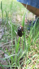 Carabus regalis