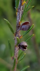 Dillwynia brunioides