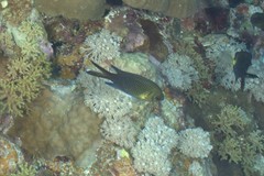 Chromis xanthochira