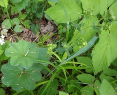 Alchemilla propinqua