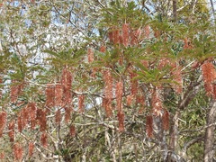 Alvaradoa amorphoides