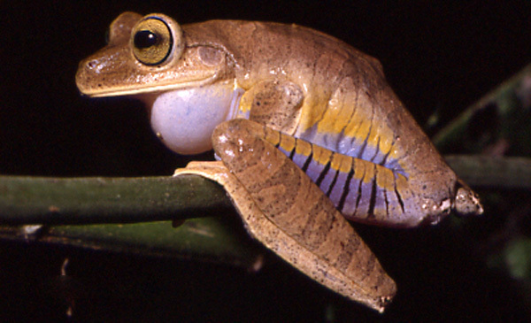 Atlantic Forest Treefrog