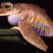 Atlantic Forest Tree Frog - Photo (c) Axel Kwet, some rights reserved (CC BY-SA)