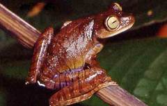 Atlantic Forest Treefrog photo 4