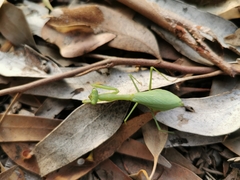 Miomantis caffra