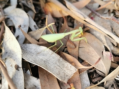 Miomantis caffra