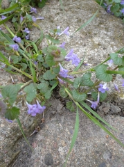 Glechoma hederacea