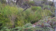 Dillwynia brunioides