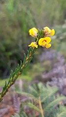 Dillwynia brunioides