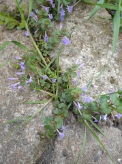 Glechoma hederacea