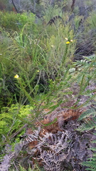 Dillwynia brunioides