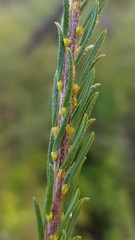 Dillwynia brunioides