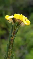 Dillwynia brunioides