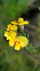 Dillwynia brunioides