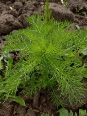 Tripleurospermum inodorum