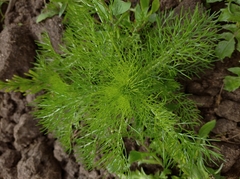 Tripleurospermum inodorum