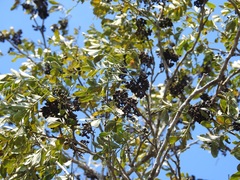 Zanthoxylum quassiifolium