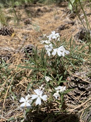 Phlox speciosa