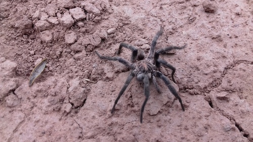 Pycnothelidae