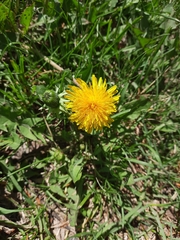 Taraxacum officinale
