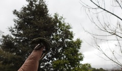 Sceloporus taeniocnemis