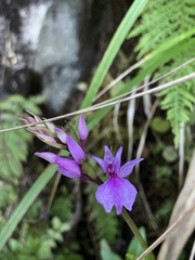 Dactylorhiza foliosa image