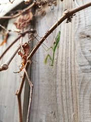 Pseudomantis albofimbriata