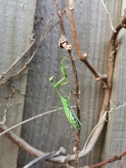 Pseudomantis albofimbriata