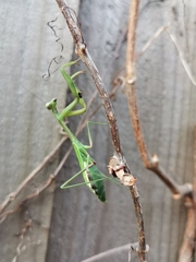 Pseudomantis albofimbriata