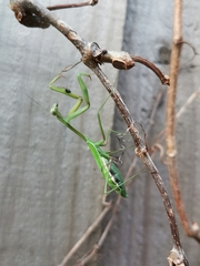 Pseudomantis albofimbriata