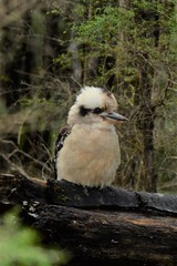 Dacelo novaeguineae novaeguineae