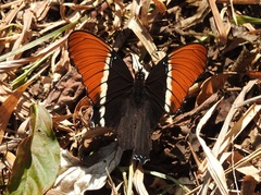 Siproeta epaphus epaphus
