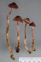 Cortinarius sclerophyllorum