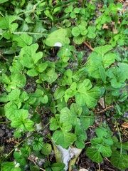 Magnoliopsida