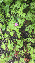 Geranium robertianum