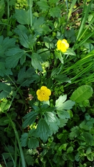Ranunculus repens