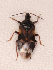 Anthocoris butleri