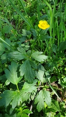 Ranunculus repens