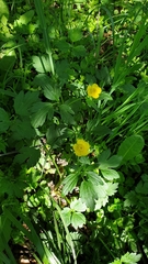 Ranunculus repens