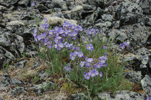 Northern Jacob's-ladder
